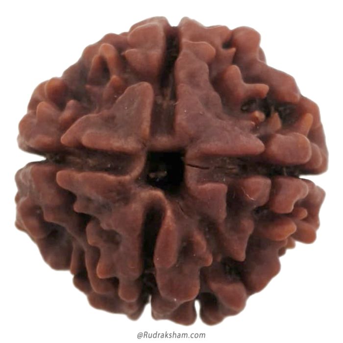(22.21mm) 4 Mukhi Rudraksha Super Collector Bead | 4 Mukhi Rudraksha Bead | Chaar Mukhi, Four Faced Rudraksha from Nepal | Buy Online Energised and Original 4 Mukhi Rudraksha Beads