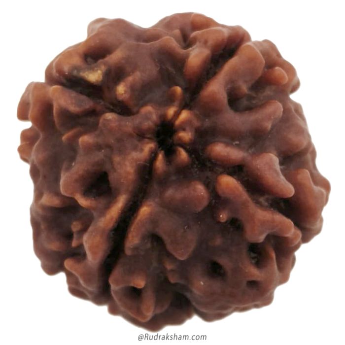 (22.21mm) 4 Mukhi Rudraksha Super Collector Bead | 4 Mukhi Rudraksha Bead | Chaar Mukhi, Four Faced Rudraksha from Nepal | Buy Online Energised and Original 4 Mukhi Rudraksha Beads
