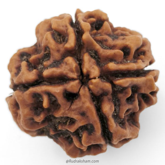 (22.26mm) 4 Mukhi Rudraksha Super Collector Bead | 4 Mukhi Rudraksha Bead | Chaar Mukhi - Four Faced Rudraksha from Nepal | Super Quality 4 Mukhi Bead