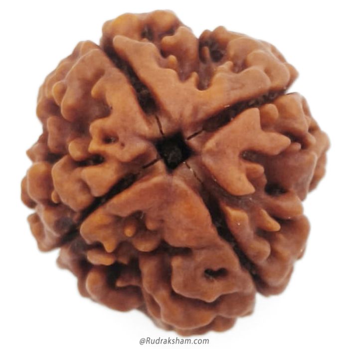 (22.49mm) 4 Mukhi Rudraksha Super Collector Bead | 4 Mukhi Rudraksha Bead | Chaar Mukhi - Four Faced - Rudraksha from Nepal 100% Authentic Original Natural - Super Collector Bead
