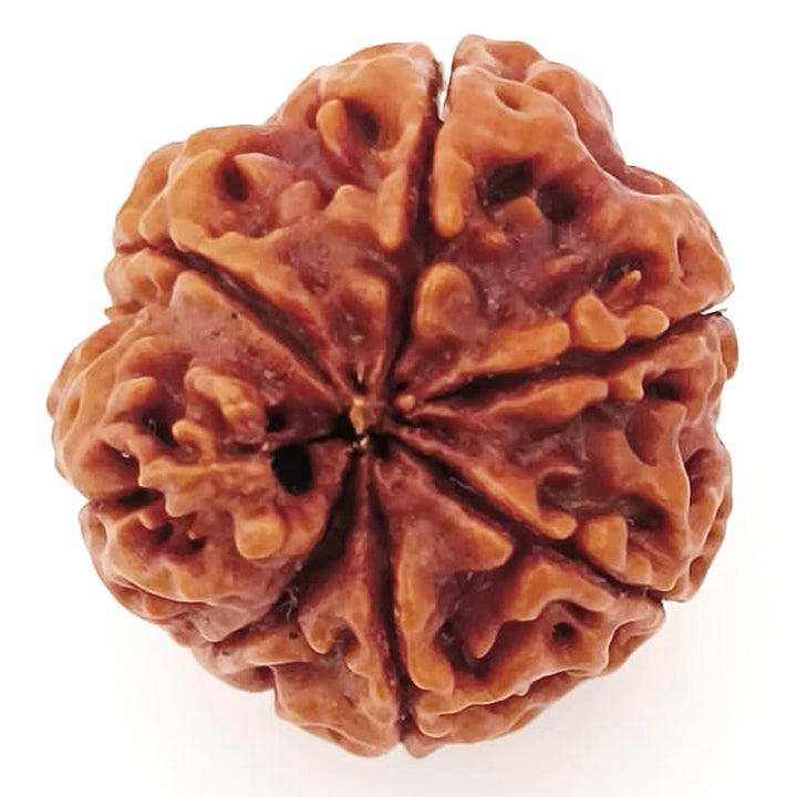 (22.52mm) 7 Mukhi Ganesh Rudraksha | Buy Online Nepali Original Natural Saat (Seven) Mukhi Rudraksha Bead