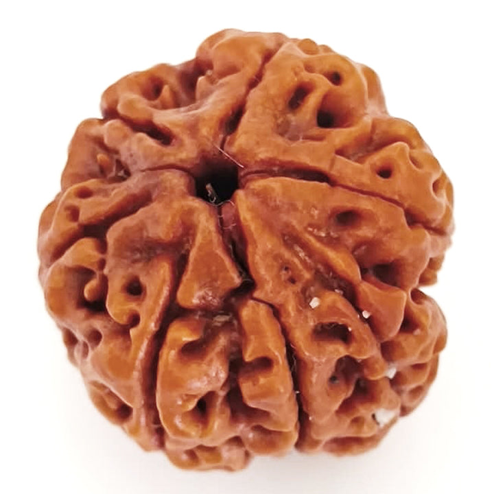 (22.52mm) 7 Mukhi Ganesh Rudraksha | Buy Online Nepali Original Natural Saat (Seven) Mukhi Rudraksha Bead