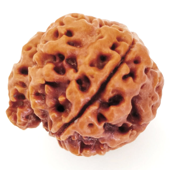 (22.52mm) 7 Mukhi Ganesh Rudraksha | Buy Online Nepali Original Natural Saat (Seven) Mukhi Rudraksha Bead