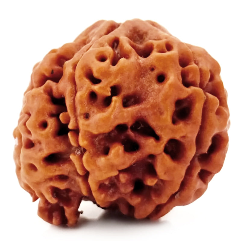 (22.52mm) 7 Mukhi Ganesh Rudraksha | Buy Online Nepali Original Natural Saat (Seven) Mukhi Rudraksha Bead