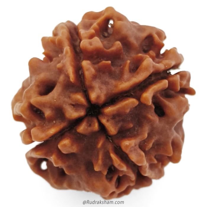 (22.54mm) 4 Mukhi Rudraksha Super Collector Bead | 4 Mukhi Rudraksha Bead | Chaar Mukhi, Four Faced Nepal Bead | Pure Energised 4 Mukhi Shiva Bead