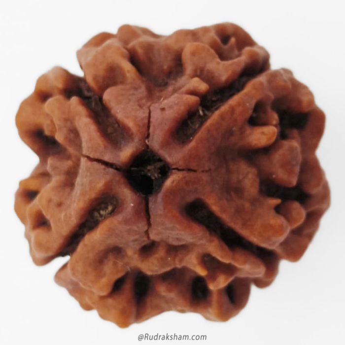 (22.76mm) 4 Mukhi Rudraksha Super Collector Bead | 4 Mukhi Rudraksha Bead | Chaar Mukhi - Four Faced Rudraksha from Nepal | Benefits and Uses of 4 Mukhi Rudraksha Super Collector