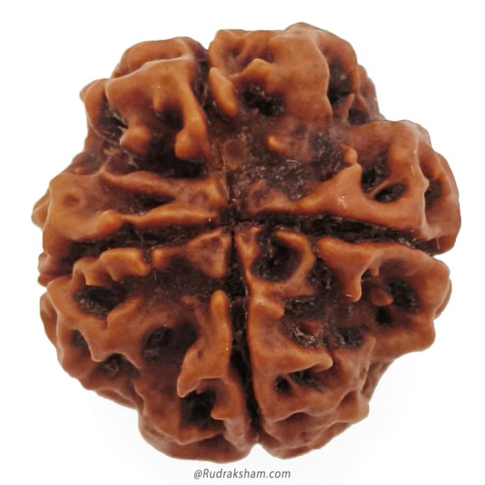 (22.82mm) 4 Mukhi Rudraksha Super Collector Bead | 4 Mukhi Rudraksha Bead | Chaar Mukhi, Four Faced Rudraksha from Nepal | Mantra for Chaar Mukhi Rudraksha Bead