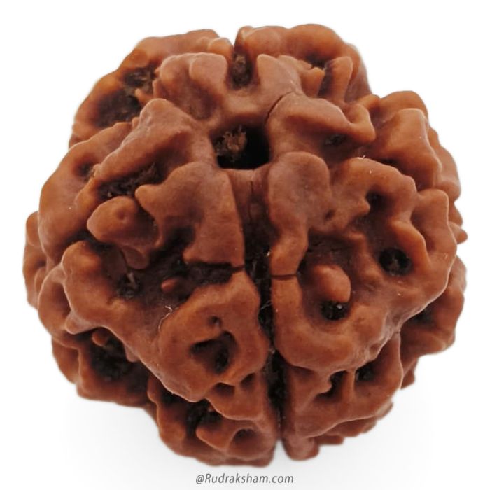(22.82mm) 4 Mukhi Rudraksha Super Collector Bead | 4 Mukhi Rudraksha Bead | Chaar Mukhi, Four Faced Rudraksha from Nepal | Mantra for Chaar Mukhi Rudraksha Bead