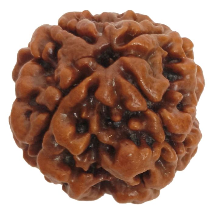(22.84mm) 4 Mukhi Rudraksha Super Collector Bead | 4 Mukhi Rudraksha Bead | Chaar Mukhi - Four Faced Rudraksha from Nepal | 100% Authentic Original Natural - Super Collector Bead
