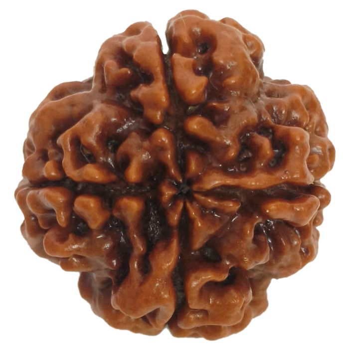 (22.84mm) 4 Mukhi Rudraksha Super Collector Bead | 4 Mukhi Rudraksha Bead | Chaar Mukhi - Four Faced Rudraksha from Nepal | 100% Authentic Original Natural - Super Collector Bead
