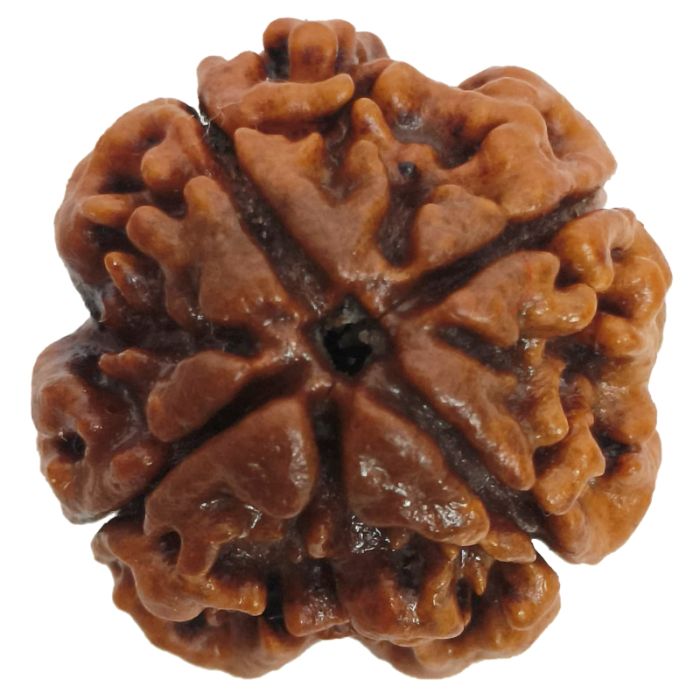 (22.98mm) 4 Mukhi Rudraksha Super Collector Bead | 4 Mukhi Rudraksha Bead | Chaar Mukhi - Four Faced Rudraksha from Nepal | Energised & Powerful 4 Mukhi Bead