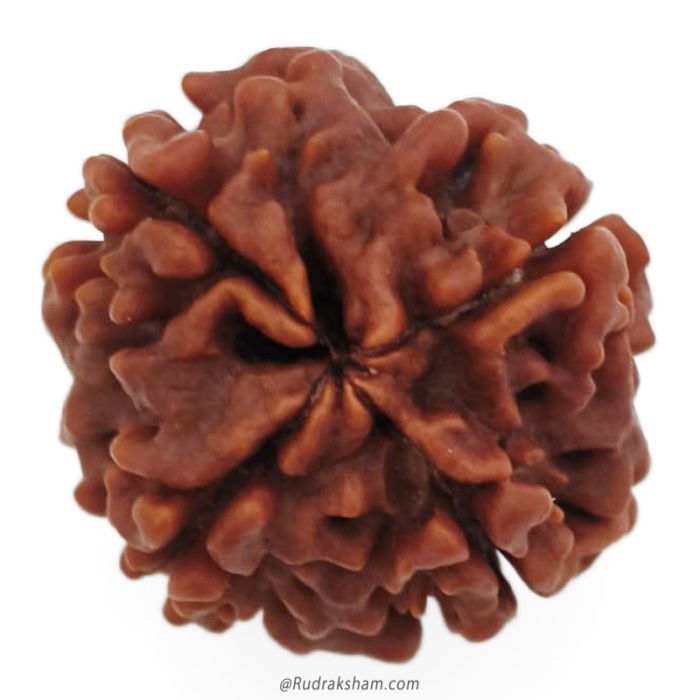 (23.32mm) 4 Mukhi Rudraksha Super Collector Bead | 4 Mukhi Rudraksha Bead | Chaar Mukhi - Four Faced Rudraksha from Nepal | 100% Authentic Original Natural - Super Collector Bead