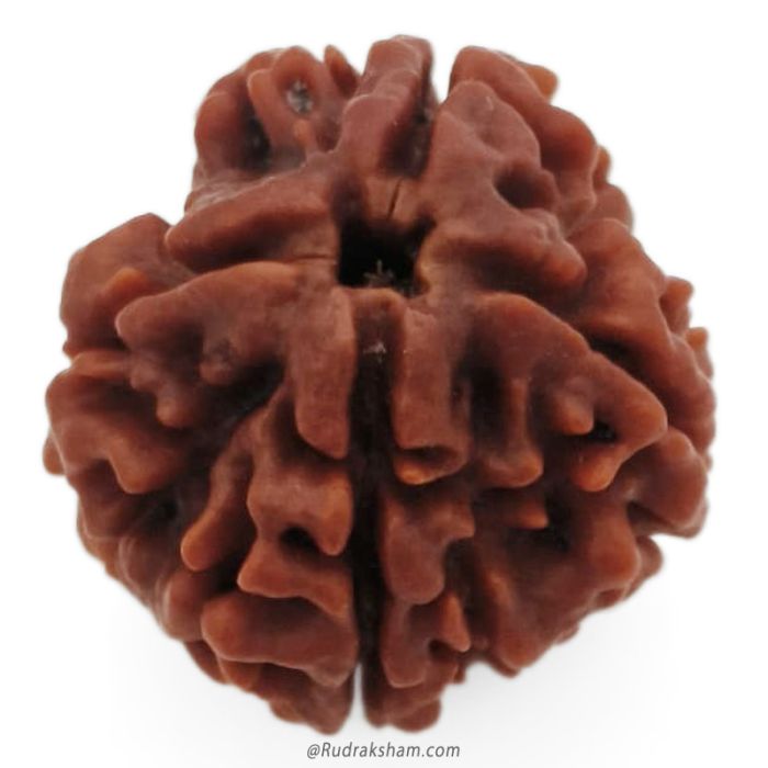 (23.32mm) 4 Mukhi Rudraksha Super Collector Bead | 4 Mukhi Rudraksha Bead | Chaar Mukhi - Four Faced Rudraksha from Nepal | 100% Authentic Original Natural - Super Collector Bead