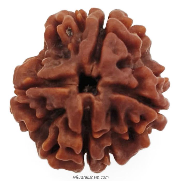 (23.32mm) 4 Mukhi Rudraksha Super Collector Bead | 4 Mukhi Rudraksha Bead | Chaar Mukhi - Four Faced Rudraksha from Nepal | 100% Authentic Original Natural - Super Collector Bead