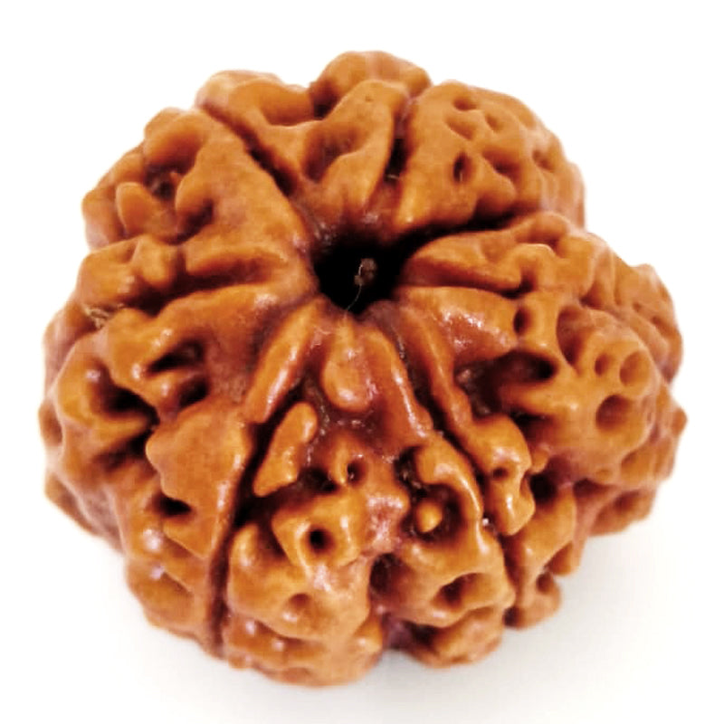 (23.50mm) 7 Mukhi Ganesh Rudraksha | Buy Online Nepali Original Natural Saat (Seven) Mukhi Rudraksha Bead