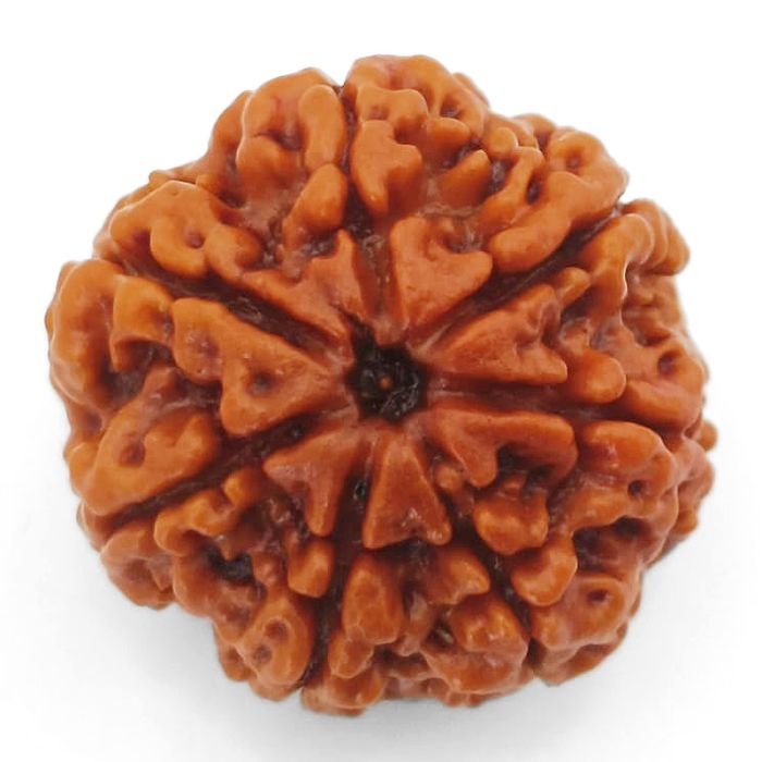 (23.50mm) 7 Mukhi Rudraksha Super Collector Bead | Saat Mukhi Rudraksha Bead | Seven Faced Rudraksha from Nepal | Benefits of 7 Mukhi Rudraksha