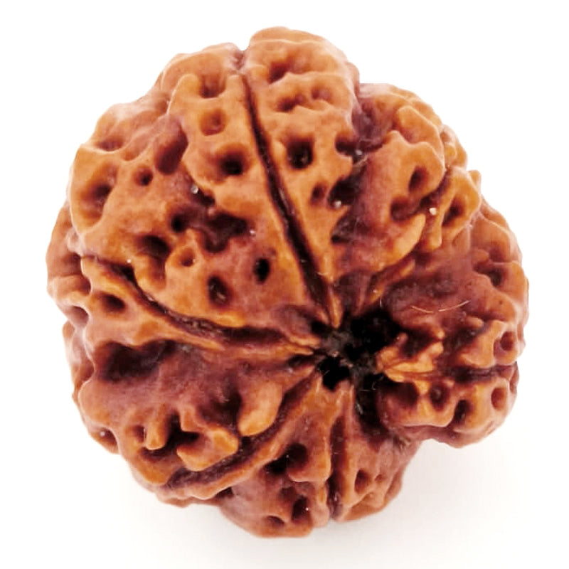 (23.50mm) 7 Mukhi Ganesh Rudraksha | Buy Online Nepali Original Natural Saat (Seven) Mukhi Rudraksha Bead