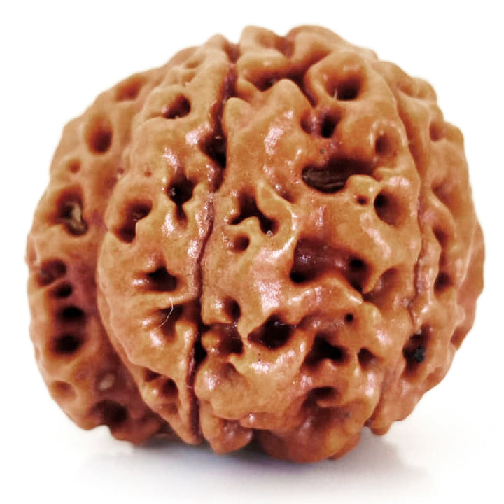 (23.50mm) 7 Mukhi Ganesh Rudraksha | Buy Online Nepali Original Natural Saat (Seven) Mukhi Rudraksha Bead