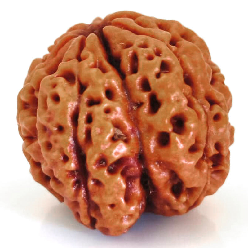 (23.50mm) 7 Mukhi Ganesh Rudraksha | Buy Online Nepali Original Natural Saat (Seven) Mukhi Rudraksha Bead