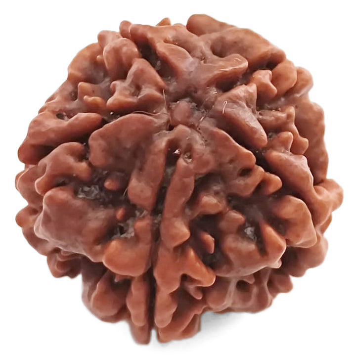 (23.55mm) 5 Mukhi Rudraksha Super Collector Bead | 5 Mukhi Rudraksha Bead | Panch Mukhi - Five Faced Nepal Rudraksha for Planet Jupiter