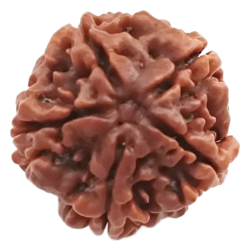 (23.55mm) 5 Mukhi Rudraksha Super Collector Bead | 5 Mukhi Rudraksha Bead | Panch Mukhi - Five Faced Nepal Rudraksha for Planet Jupiter