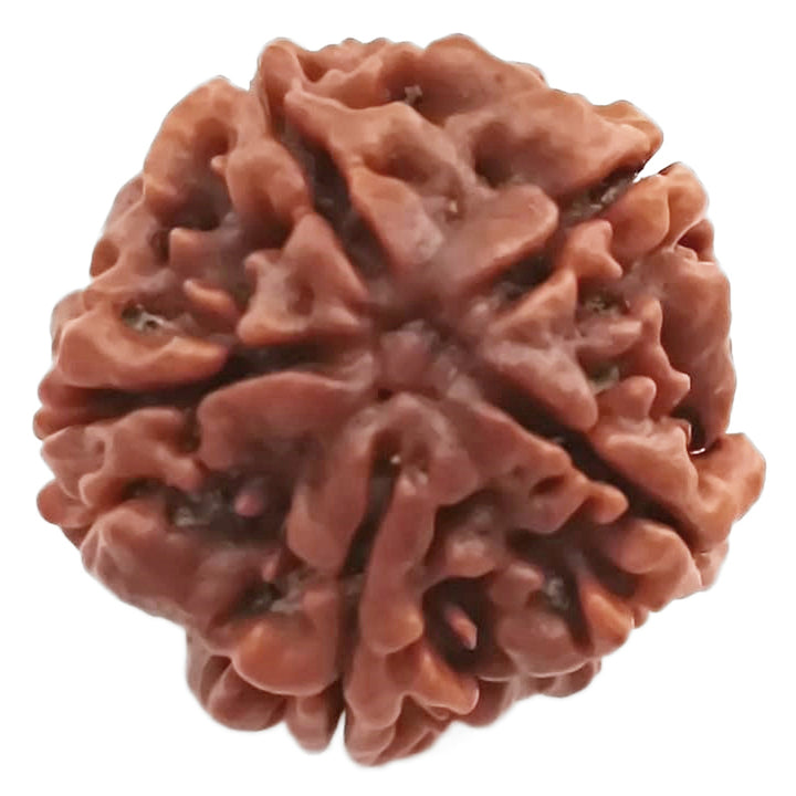 (23.55mm) 5 Mukhi Rudraksha Super Collector Bead | 5 Mukhi Rudraksha Bead | Panch Mukhi - Five Faced Nepal Rudraksha for Planet Jupiter