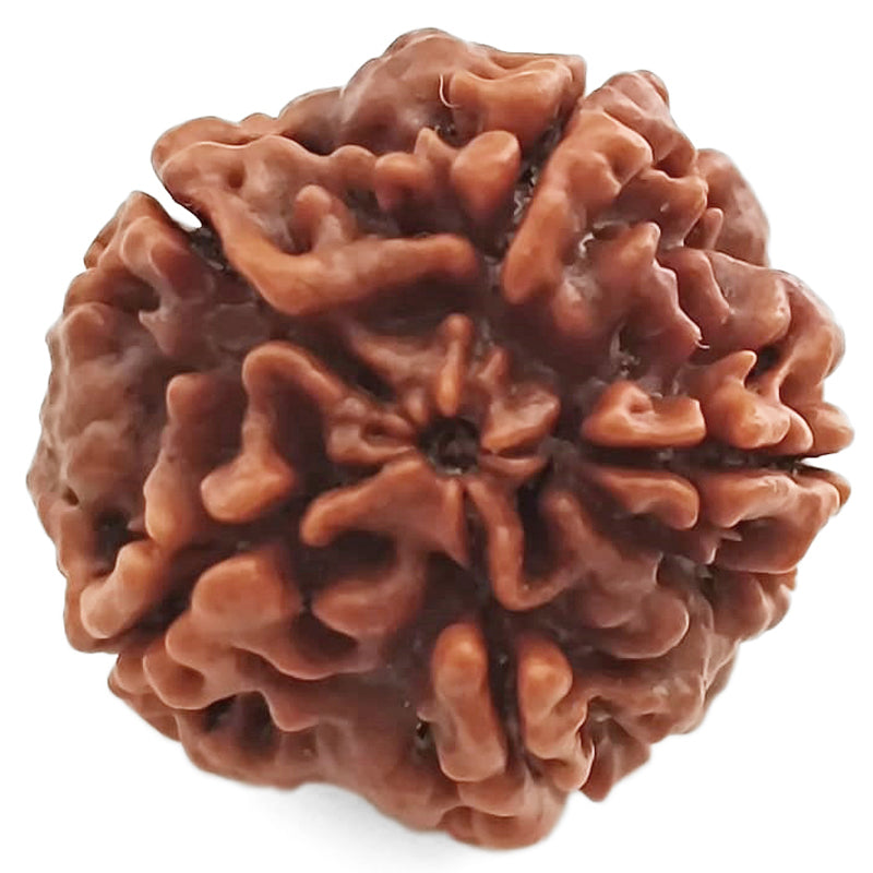 (23.55mm) 5 Mukhi Rudraksha Super Collector Bead | 5 Mukhi Rudraksha Bead | Panch Mukhi - Five Faced Nepal Rudraksha for Planet Jupiter