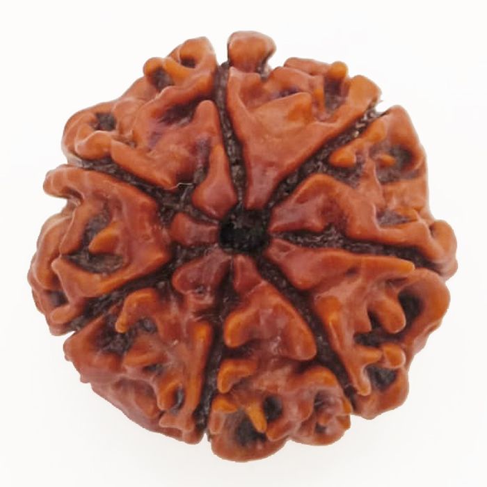 (23.57mm) 7 Mukhi Rudraksha Super Collector Bead | 7 Mukhi Rudraksha Bead | Saat Mukhi, Seven Faced Nepal Rudraksha | Benefits and Uses of Seven Mukhi - Super Collector Bead