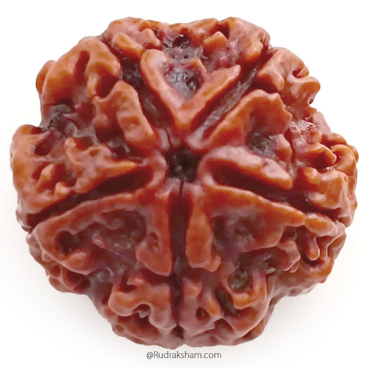 (23.68mm) 5 Mukhi Rudraksha Super Collector Bead | 5 Mukhi Rudraksha Bead | Panch Mukhi, Five Faced Nepal Rudraksha | Wholesale Rudraksha Beads
