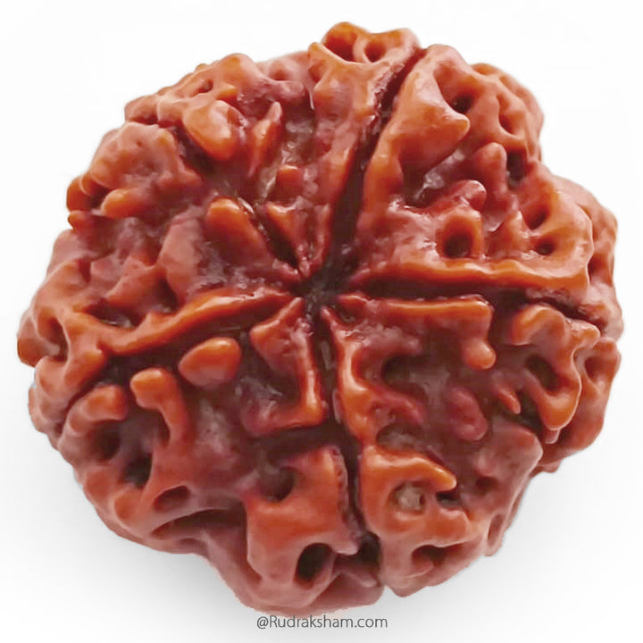 (23.68mm) 5 Mukhi Rudraksha Super Collector Bead | 5 Mukhi Rudraksha Bead | Panch Mukhi, Five Faced Nepal Rudraksha | Wholesale Rudraksha Beads