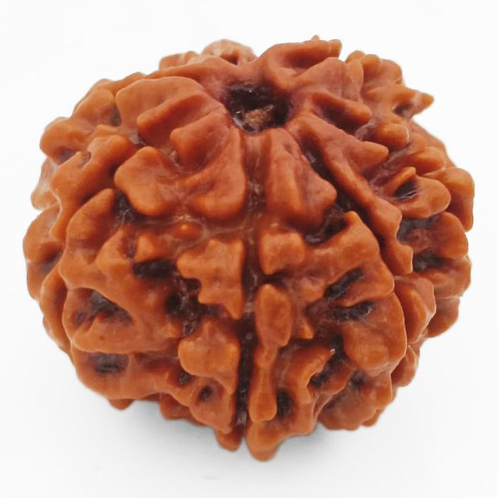 (23.72mm) 7 Mukhi Rudraksha Super Collector Bead | 7 Mukhi Rudraksha Bead | Saat Mukhi Rudraksha, Seven Faced Nepal Bead | Buy Online Energised and Natural 7 Mukhi - Super Collector Rudraksha