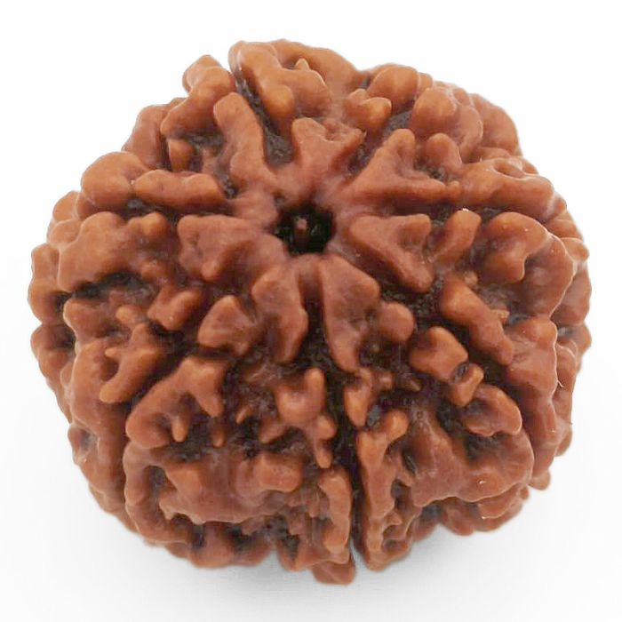 (23.82mm) 7 Mukhi Rudraksha Super Collector Bead | 7 Mukhi Rudraksha Bead | Saat Mukhi - Seven Faced Rudraksha from Nepal | Buy Online Original 7 Mukhi Super Collector Rudraksha Bead at Best Price
