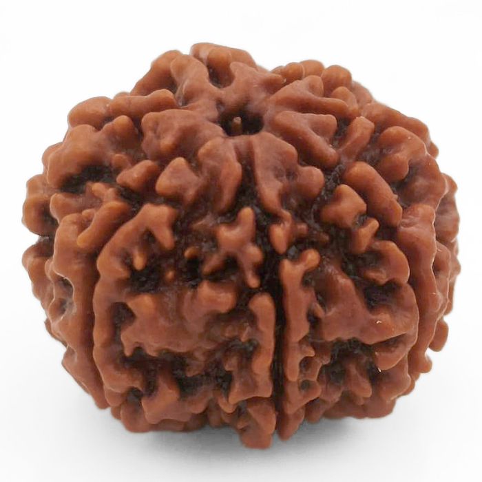 (23.82mm) 7 Mukhi Rudraksha Super Collector Bead | 7 Mukhi Rudraksha Bead | Saat Mukhi - Seven Faced Rudraksha from Nepal | Buy Online Original 7 Mukhi Super Collector Rudraksha Bead at Best Price