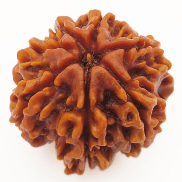 (23.90mm) 7 Mukhi Rudraksha Super Collector Bead | 7 Mukhi Rudraksha Bead | Saat Mukhi - Seven Faced Rudraksha from Nepal Authentic Energised Pure Natural - Super Collector Bead