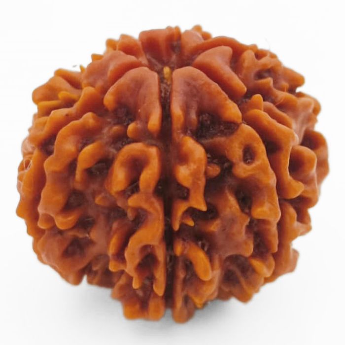 (23.90mm) 7 Mukhi Rudraksha Super Collector Bead | 7 Mukhi Rudraksha Bead | Saat Mukhi - Seven Faced Rudraksha from Nepal Authentic Energised Pure Natural - Super Collector Bead