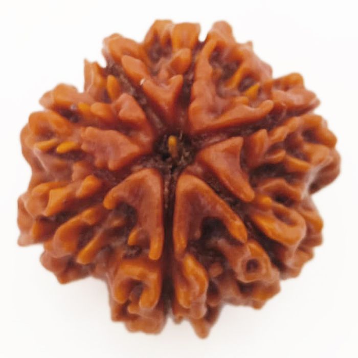 (23.90mm) 7 Mukhi Rudraksha Super Collector Bead | 7 Mukhi Rudraksha Bead | Saat Mukhi - Seven Faced Rudraksha from Nepal Authentic Energised Pure Natural - Super Collector Bead