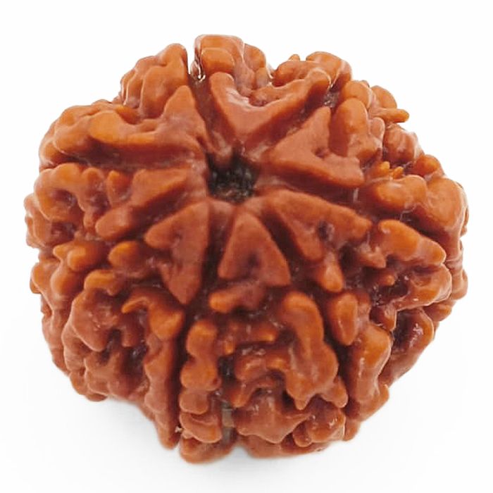 (24.05mm) 7 Mukhi Rudraksha Super Collector Bead | 7 Mukhi Rudraksha Bead | Saat Mukhi - Seven Faced Rudraksha Nepal Origin, Buy Online Energised and Original 7 Mukhi Rudraksha - Super Collector Bead