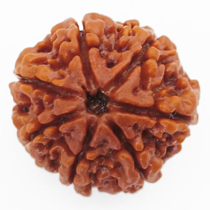 (24.05mm) 7 Mukhi Rudraksha Super Collector Bead | 7 Mukhi Rudraksha Bead | Saat Mukhi - Seven Faced Rudraksha Nepal Origin, Buy Online Energised and Original 7 Mukhi Rudraksha - Super Collector Bead