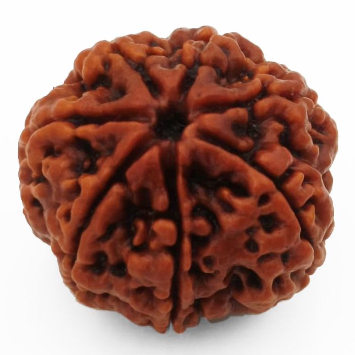 (24.22mm) 7 Mukhi Rudraksha Super Collector Bead | 7 Mukhi Rudraksha Bead | Saat Mukhi - Seven Faced Rudraksha Nepal Origin, Buy Online Energised and Original 7 Mukhi Rudraksha - Super Collector Bead