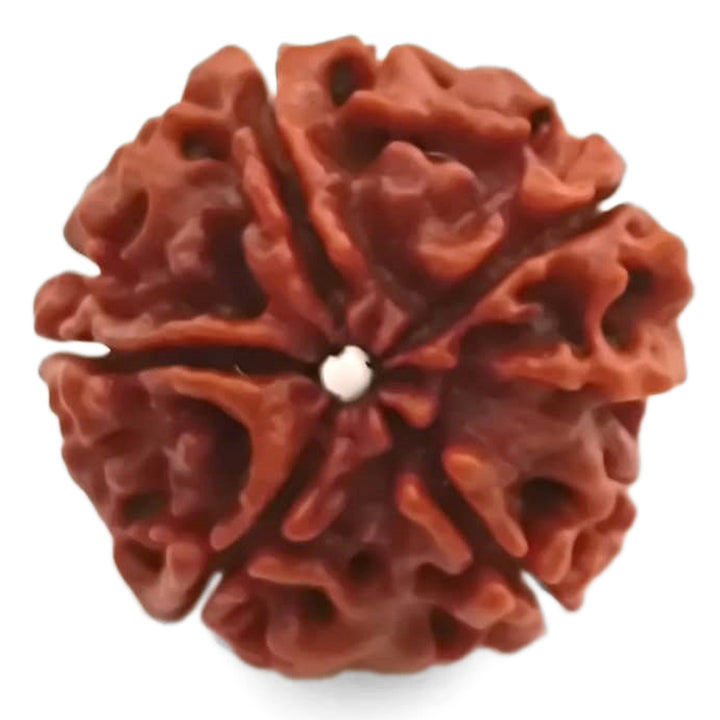 (24.31mm) 5 Mukhi Rudraksha Super Collector Bead | 5 Mukhi Rudraksha Bead | Paanch Mukhi, Five Faced Rudraksha from Nepal | Buy Online Natural Shiva Rudraksha Beads - Super Collector Rudraksha Bead