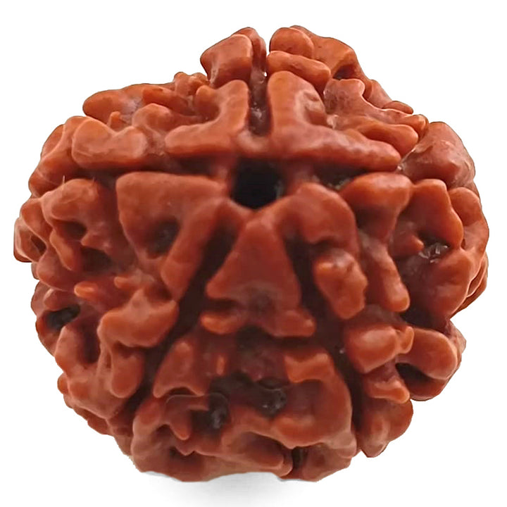(24.31mm) 5 Mukhi Rudraksha Super Collector Bead | 5 Mukhi Rudraksha Bead | Paanch Mukhi, Five Faced Rudraksha from Nepal | Buy Online Natural Shiva Rudraksha Beads - Super Collector Rudraksha Bead