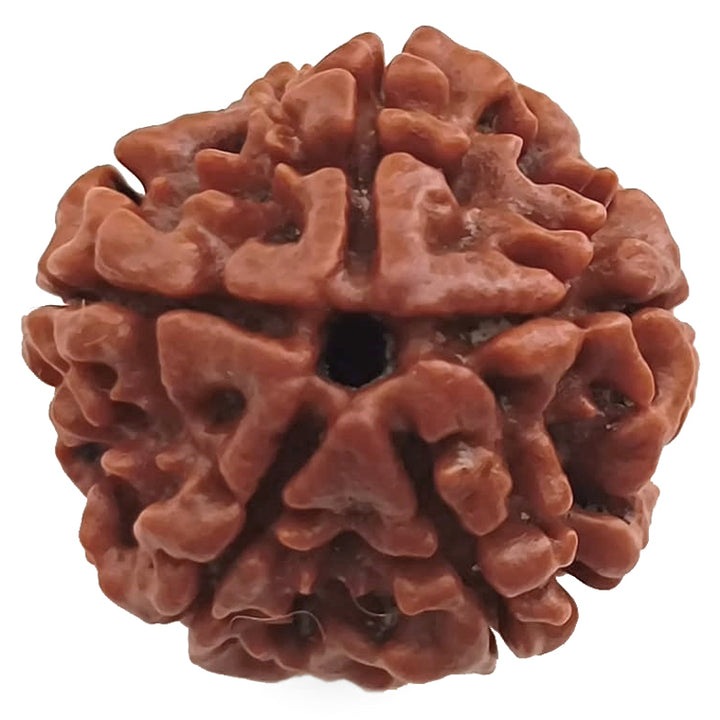 (24.31mm) 5 Mukhi Rudraksha Super Collector Bead | 5 Mukhi Rudraksha Bead | Paanch Mukhi, Five Faced Rudraksha from Nepal | Buy Online Natural Shiva Rudraksha Beads - Super Collector Rudraksha Bead