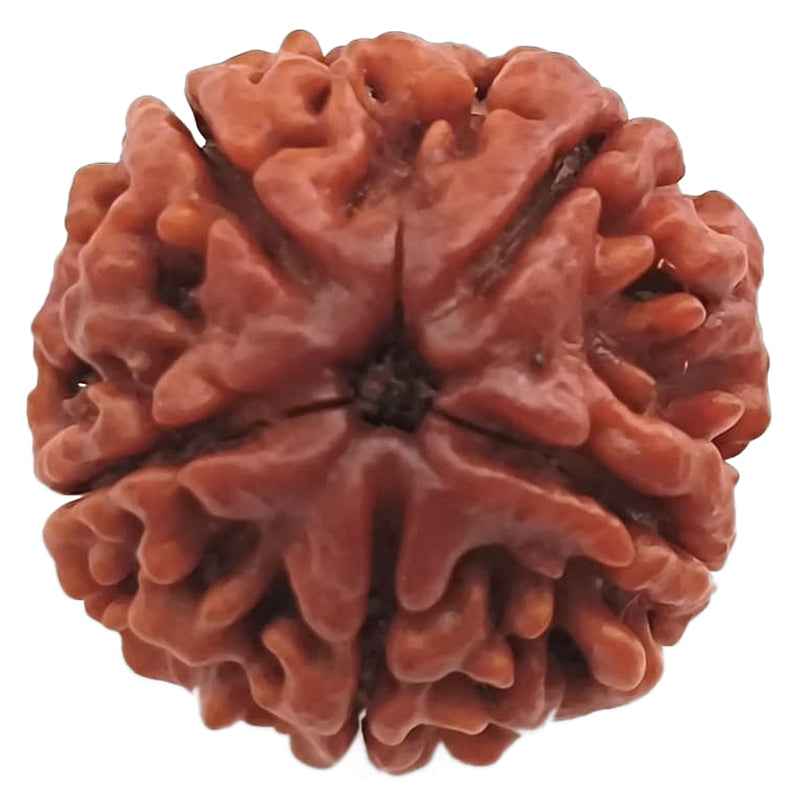 (24.52mm) 5 Mukhi Rudraksha Super Collector Bead | 5 Mukhi Rudraksha Bead | Paanch Mukhi - Five Faced - Rudraksha from Nepal | Energised and Original 5 Mukhi - Super Collector Bead