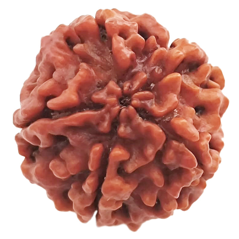 (24.52mm) 5 Mukhi Rudraksha Super Collector Bead | 5 Mukhi Rudraksha Bead | Paanch Mukhi - Five Faced - Rudraksha from Nepal | Energised and Original 5 Mukhi - Super Collector Bead