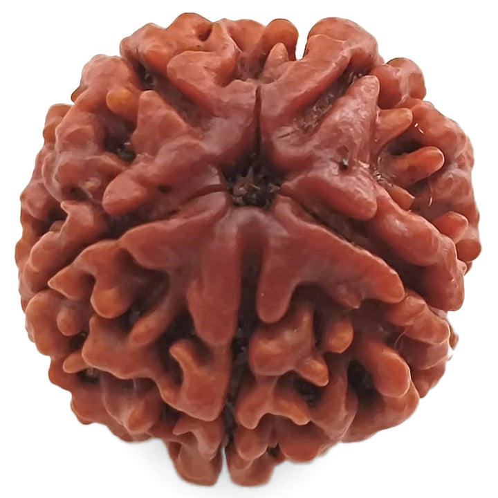 (24.52mm) 5 Mukhi Rudraksha Super Collector Bead | 5 Mukhi Rudraksha Bead | Paanch Mukhi - Five Faced - Rudraksha from Nepal | Energised and Original 5 Mukhi - Super Collector Bead