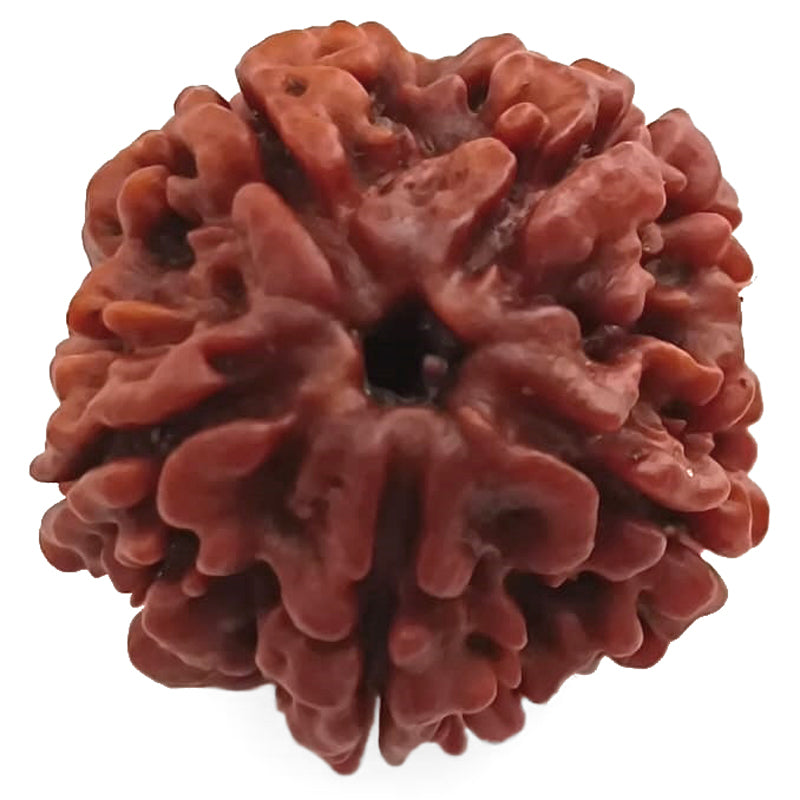 (24.76mm) 5 Mukhi Rudraksha Super Collector Bead | 5 Mukhi Rudraksha Bead | Panch Mukhi, Five Faced Nepal Rudraksha | Wholesale Rudraksha Beads