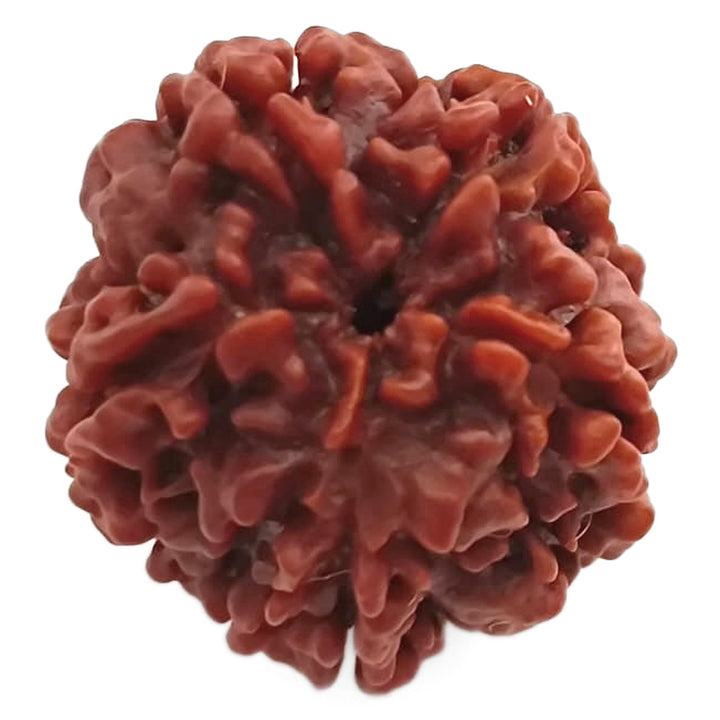 (24.76mm) 5 Mukhi Rudraksha Super Collector Bead | 5 Mukhi Rudraksha Bead | Panch Mukhi, Five Faced Nepal Rudraksha | Wholesale Rudraksha Beads