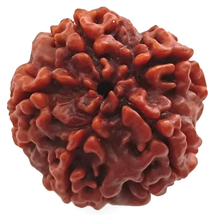 (24.87mm) 5 Mukhi Rudraksha Super Collector Bead | 5 Mukhi Rudraksha Bead | Paanch Mukhi, Five Faced Rudraksha from Nepal Energised & Natural - Super Collector Bead