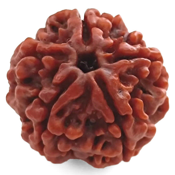 (24.87mm) 5 Mukhi Rudraksha Super Collector Bead | 5 Mukhi Rudraksha Bead | Paanch Mukhi, Five Faced Rudraksha from Nepal Energised & Natural - Super Collector Bead