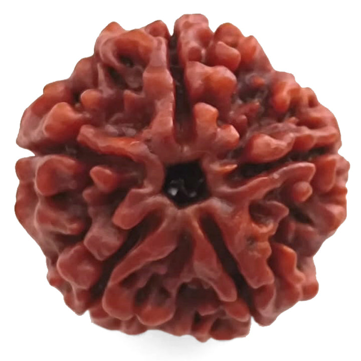 (24.87mm) 5 Mukhi Rudraksha Super Collector Bead | 5 Mukhi Rudraksha Bead | Paanch Mukhi, Five Faced Rudraksha from Nepal Energised & Natural - Super Collector Bead